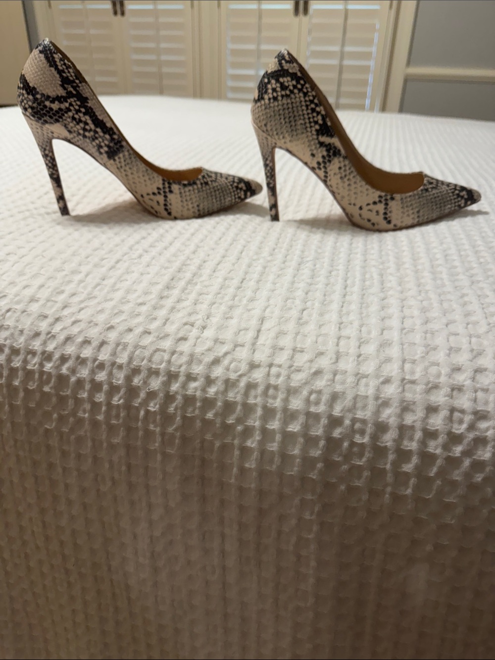 Steve Madden Snake-Print Pointed Toe High Heels - Black & Cream